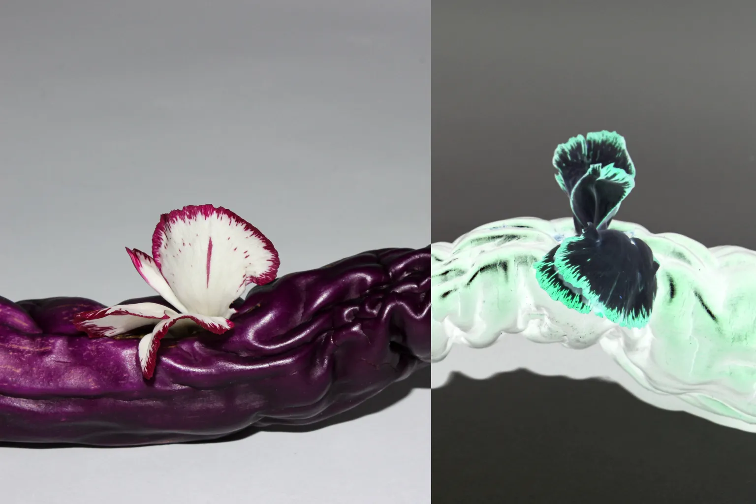 Stilllifearchive photograph of a half-dried aubergine with clove flower blossoms, with one half having an exclusion blend-mode effect