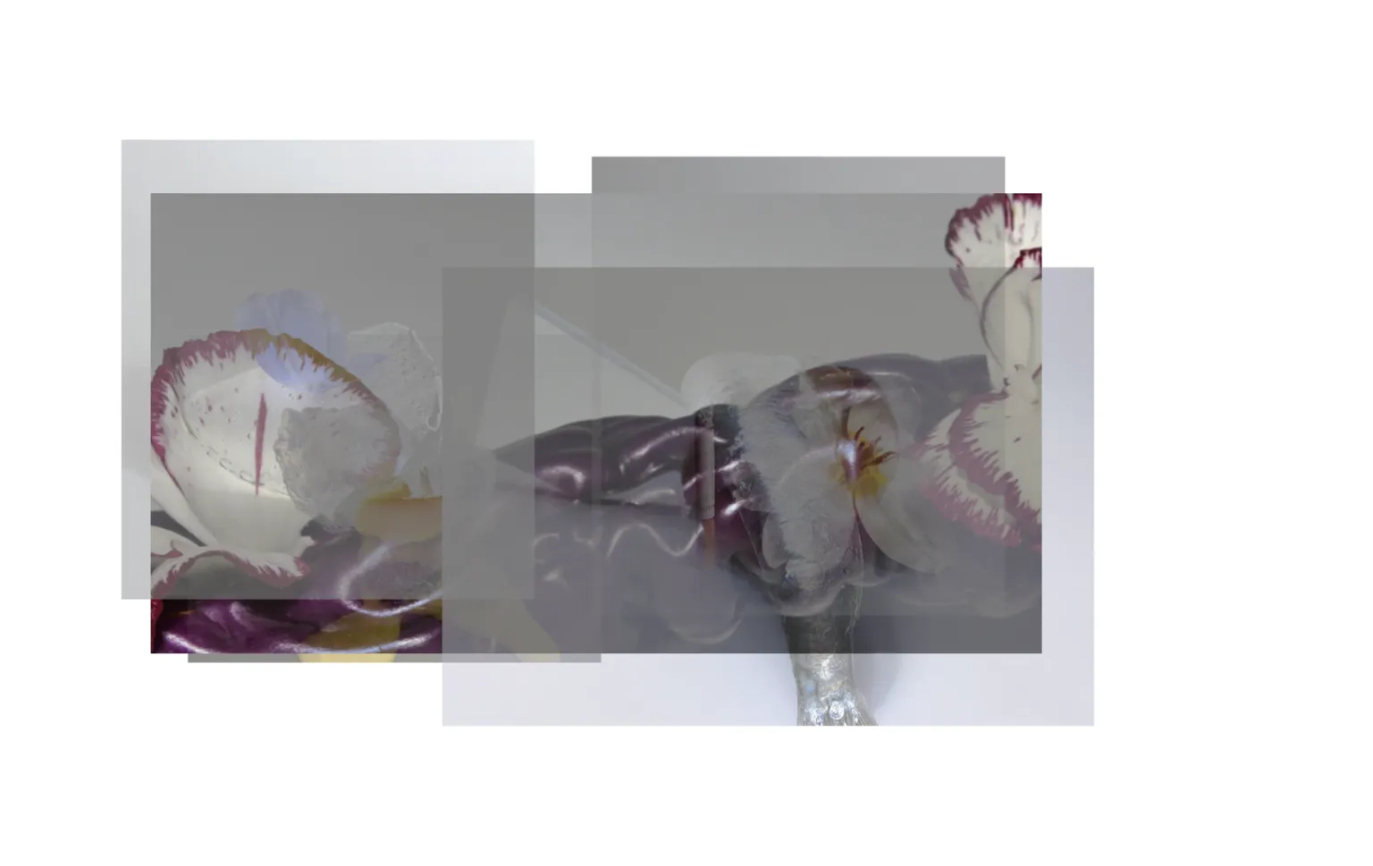 First stack of stilllifearchive photographs with an exclusion blend-mode effect